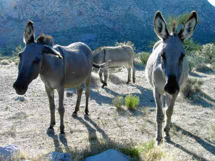 [burros]